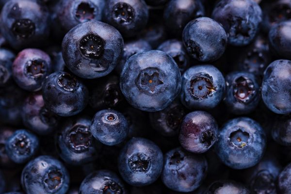 Fresh Blueberry from 세르비아 supplied by Bogutovo d.o.o. (BOA) - Highbush - Bluecrop (=Blue Crop) 신선 블루베리