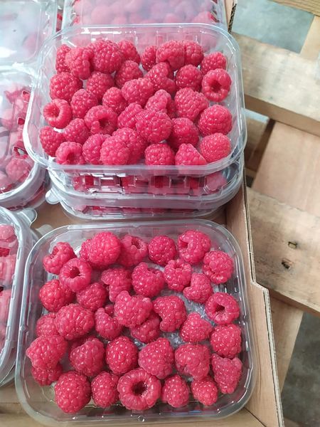 Fresh Raspberries from 포르투갈 supplied by BagaCentro - Whole 신선 라즈베리
