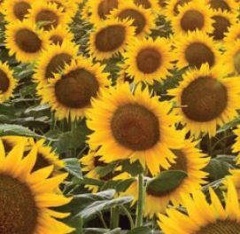 Sunflower Seed from Australia supplied by AGF Seeds - Whole Sunflower Seed