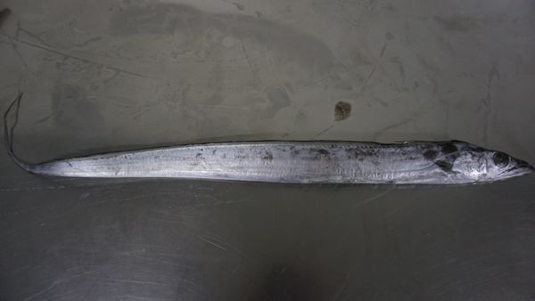 Frozen Ribbon Fish (TRICHIURUS LEPTURUS) from 인도네시아 supplied by CV. Duta Ratu Pertiwi Lancar - Frozen Ribbon Fish 가공품