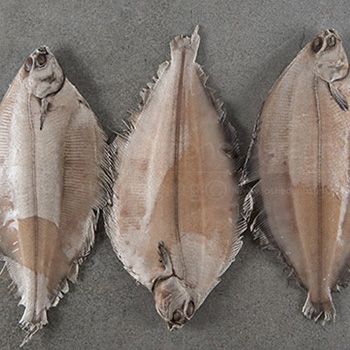 Grey Sole from United States supplied by Sea-Trek Enterprises Inc. - Witch Flounder (=Glyptocephalus cynoglossus=Torbay Sole=Grey Sole=Pole Flounder) Frozen Flounder