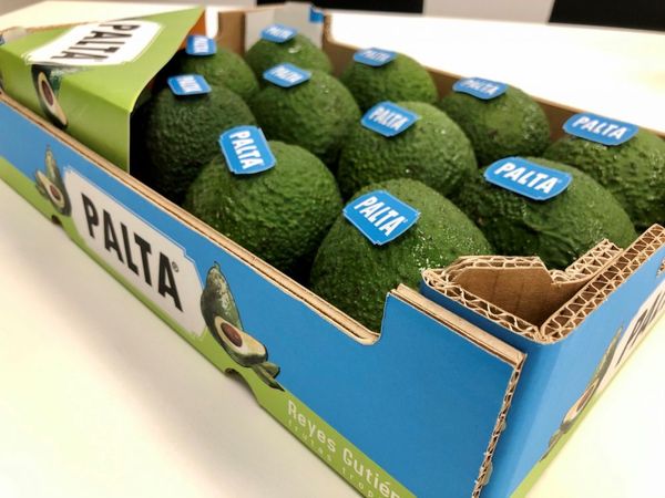 Fresh Hass Avocado from 스페인 supplied by Reyes Gutierrez, S.L. - Green 신선 아보카도