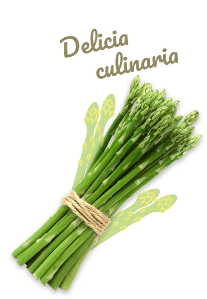 Asparagus from Netherlands supplied by Freshkampo by Euromeridian B.V. - Green Fresh Asparagus