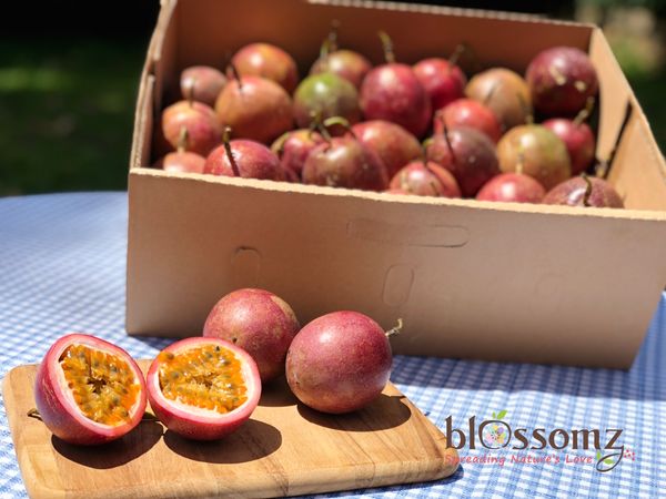 Ugandan Passion Fruits from 우간다 supplied by Zahra Food Industries Ltd - Conventional 신선 패션프루트