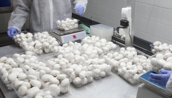 Fresh White Mushrooms from Poland supplied by Eurofungi Sp. z o.o. - White Fresh White Mushroom