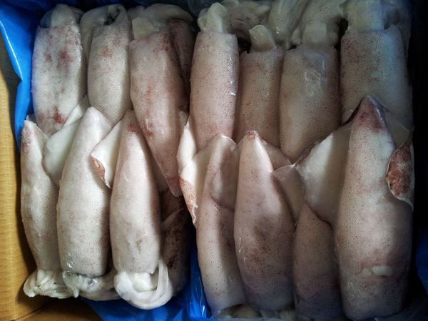 Squid from Malaysia supplied by Hai Seng Yek - Fresh (=Chilled=Raw) Frozen Squid