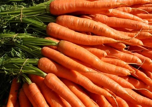 Carrots from 포르투갈 supplied by SOREGI - Frutas e Legumes, Lda. - Orange 신선 당근