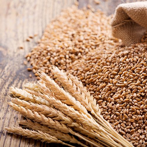Wheat from 독일 supplied by P. Krücken Organic GmbH - Kernel 소맥