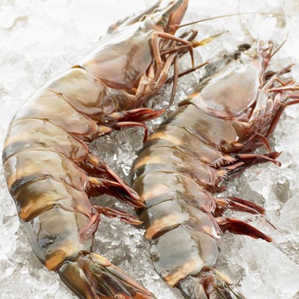 Raw Tiger Shell Shrimp from New Zealand supplied by Tai Wah Limited Fresh & Frozen Food Limited - Whole Fresh Common Shrimp & Prawn