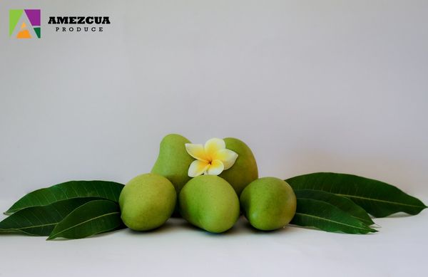 Mango Ataulfo from 멕시코 supplied by AMEZCUA Produce - Packed 신선 망고
