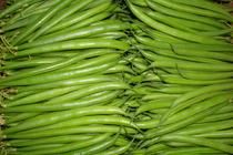 Fresh French Bean from 과테말라 supplied by Veguarc S.A - 표준 말린 일반 콩