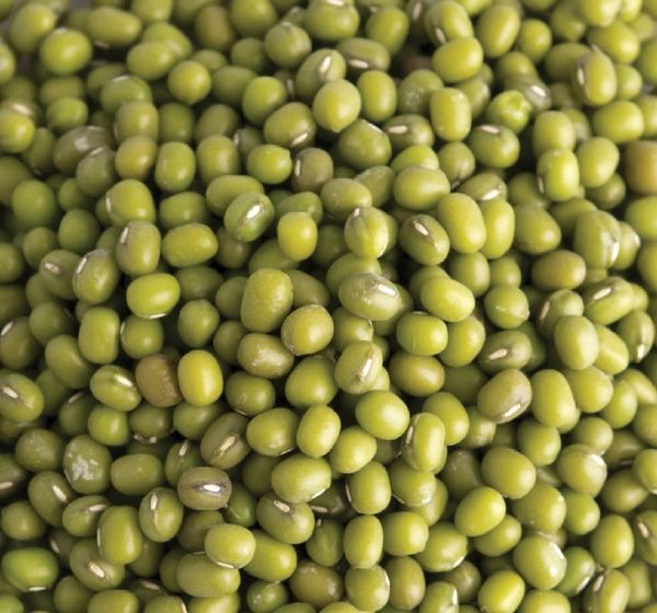 Green Mung Bean from 태국 supplied by Sunflower Agro Co. Ltd - Ordinary (=Non-scented) 말린 녹두