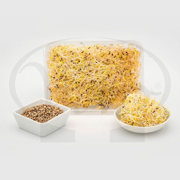 Fresh Fennel Sprout from 이탈리아 supplied by Germogli Vivo - Sprout 펜넬