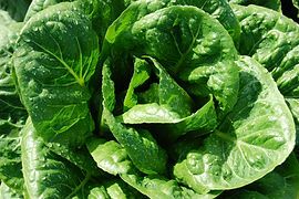 Lettuce from 미국 supplied by Peter Rabbit Farms - Butter Head (=Butter=Bibb=Boston) 신선 상추