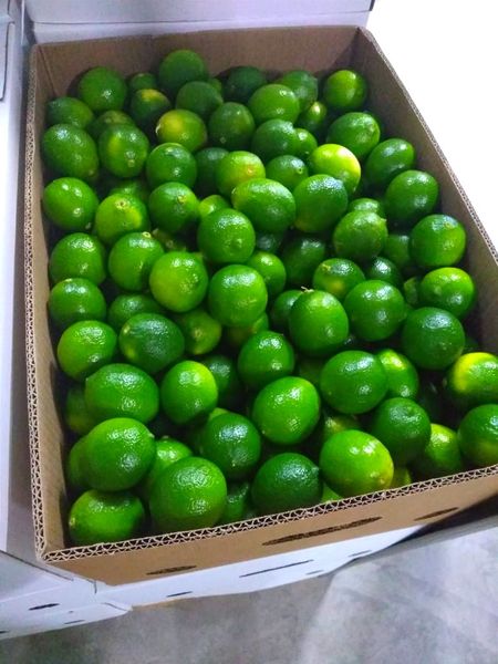 Limes from Peru supplied by Peruvian Fresh Products - Whole Fresh Lime