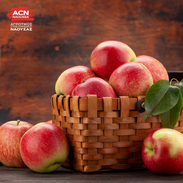 Fresh Whole Apple from 그리스 supplied by AGRICULTURAL COOPERATIVE OF NAOUSSA - Carton Box - Open Top 신선 사과