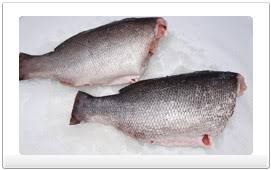 FROZEN OF NILE PERCH FILLET AND HEADLESS AND GUTTED FISH from 탄자니아 supplied by SHRIKE COMPANY LIMITED - With Bone 냉동 메기 통마리