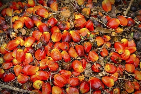Palm kernel from 나이지리아 supplied by DANNY B GOOD MULTI VENTURES - High Quality 팜핵 및 팜 너트