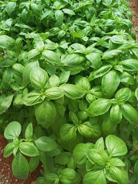 Basil from Kenya supplied by Karzal Limited - Stem Aromatic Herbs