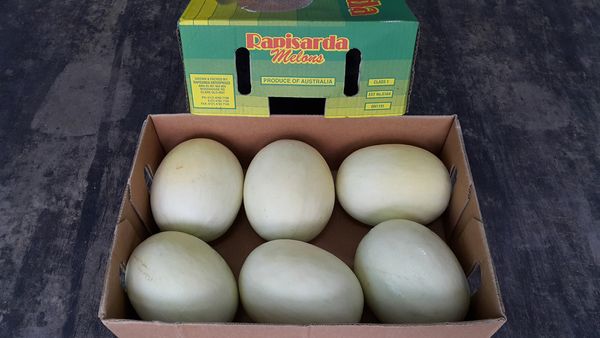 Honey Dew Melon from 호주 supplied by Fruitable Fresh (M) Sdn Bhd - Round 신선 멜론(머스크 멜론)