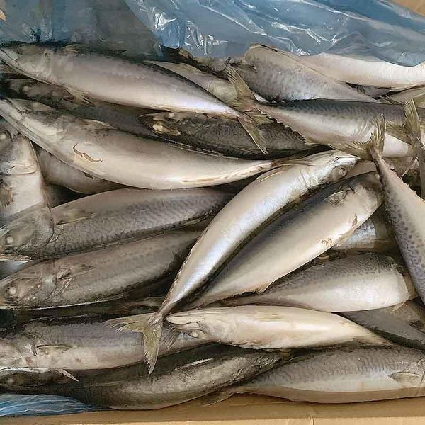 frozen mackerel from Brazil supplied by Leardini Pescados Ltda. - Frozen Frozen Mackerel