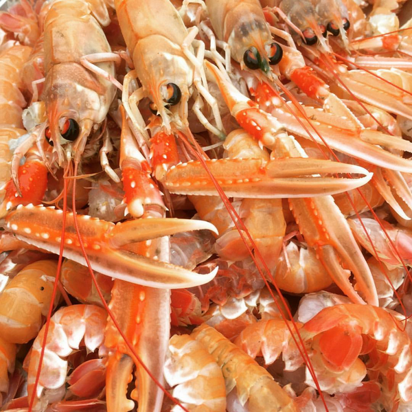 Scottish Prawns from 영국 supplied by Bannerman Company Ltd - Fresh (=Chilled=Raw) 냉동 새우