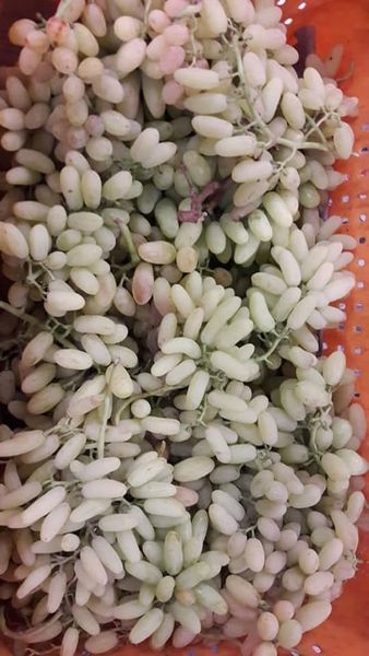 Fresh Grape from 아프가니스탄 supplied by Sher Shah Naseer Afghan Ltd - Green (=Unripe=Sour) 신선 포도