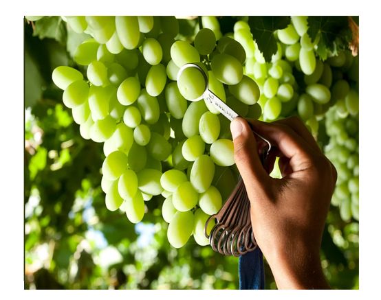 Fresh Grape from 미국 supplied by Sun Fresh International - Green (=Unripe=Sour) 신선 포도
