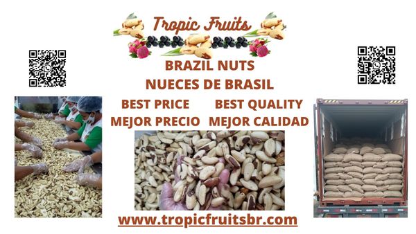 Brazil Nuts from Brazil supplied by TROPIC FRUITS - Vacuum Packed (=VAC) Brazil Nut Kernel