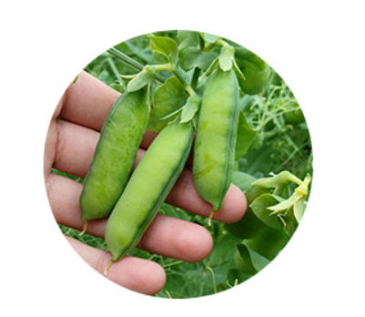 Green/yellow Peas from 슬로바키아 supplied by Slovtrip - 노란 완두 말린 일반 콩