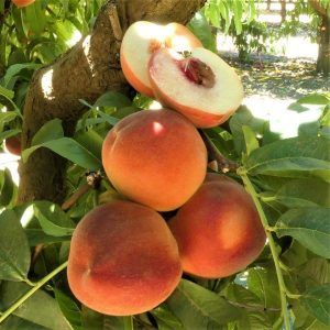 Peaches from 칠레 supplied by Araucaria Exportaciones S.A. - White Lady 신선 복숭아
