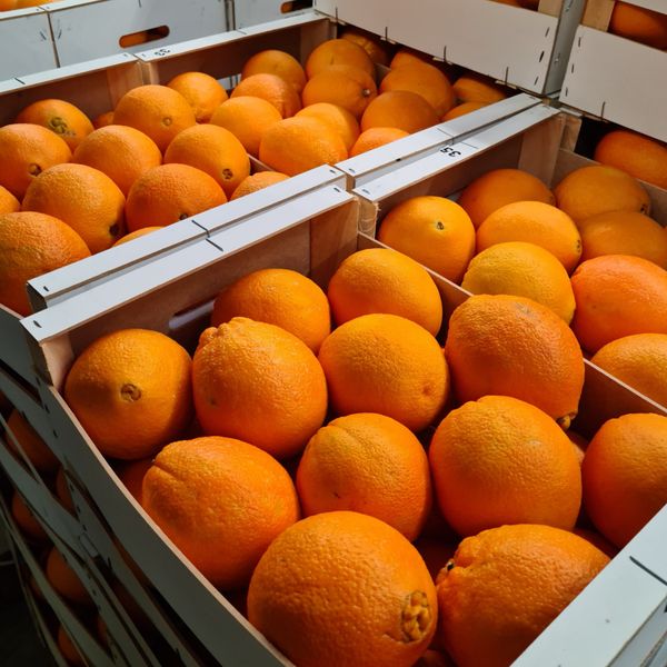 Fresh Orange from Germany supplied by Merkur Frucht Feiburg GmbH - Whole Fresh Orange