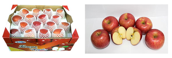 Fresh Fuji Apple from South Korea supplied by NH Trading Co., Ltd. - Carton Box (=Cardboard Box) Fresh Apple