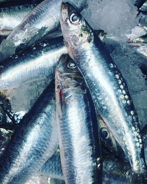 Mackerel from 영국 supplied by RG Seafoods Ltd - Fresh (=Chilled=Raw) 신선 고등어