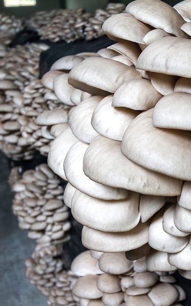 Fresh Oyster Mushroom from 스페인 supplied by Fernandez Guridi - White 느타리버섯