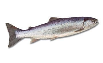 trout from 폴란드 supplied by Gospodarstwo Rybackie w Charzykowych Spółka z o.o. - Fresh (=Chilled=Raw) 냉동 송어