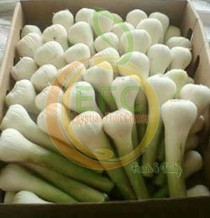Garlic from 이집트 supplied by Egy Fruit Corner - ≥35 mm 신선 마늘