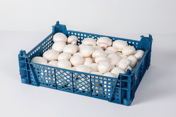 Fresh White Mushrooms from 폴란드 supplied by Grupa Producentów Owoców i Warzyw Pieczarki Podlaskie Sp. z o.o - 흰색 신선 양송이버섯