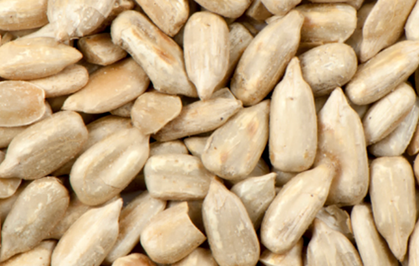 Sunflower Seeds from United States supplied by Agricultural Business Küchler - Unspecified Sunflower Seed