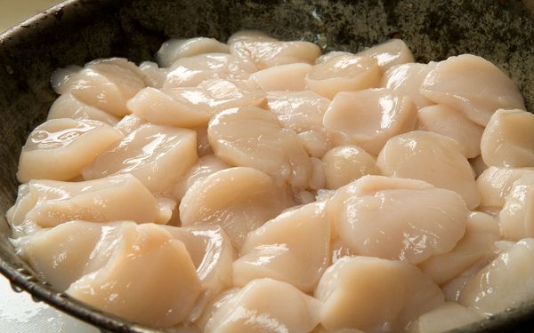 Scallops from 미국 supplied by War Shore Oyster Company, LLC - Atlantic Scallop (=Mimachlamys varia=Chlamys varia=Variegated Scallop) 냉동 가리비