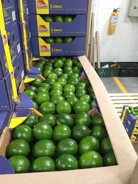 Lime from 미국 supplied by Findura Foods - Size: 130s 신선 라임