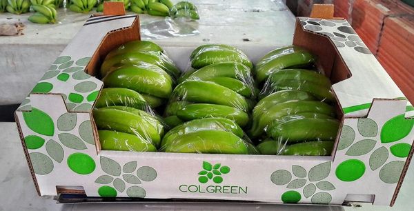 Baby Banana from 콜롬비아 supplied by COLOMBIAN GREENS SAS - Fresh (=Chilled) 신선 바나나