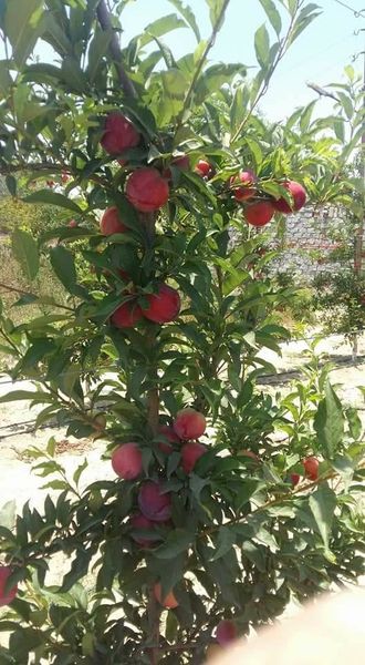 PLUMS from 이집트 supplied by ebe-t - Plum - English plum 신선 자두