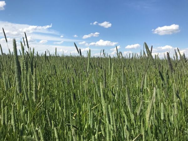 Hay from 미국 supplied by Green Prairie International - 티모시 건초