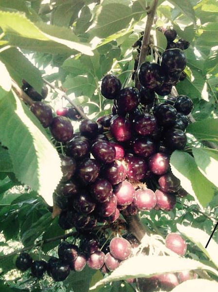 Fresh Cherry from Moldova supplied by Prodcar SRL - Red Fresh Sweet Cherry