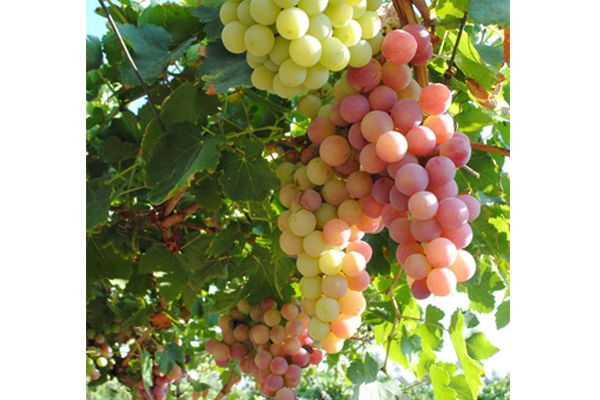 Fresh Grape from 요르단 supplied by Arar Farms (Abdullah Arar Farms Est.) - Green (=Unripe=Sour) 신선 포도