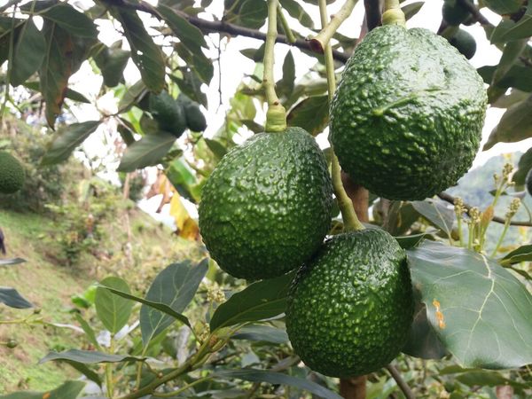 Hass avocado from Colombia supplied by Pacific Fruits Corporation - Fresh (=Chilled) Fresh Avocado