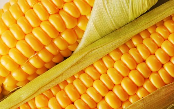 Corn from Russia supplied by LLC Prodimex - Maize (Corn)