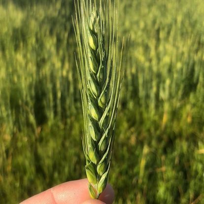 Common Wheat from Australia supplied by Riordan Grain - Group A (=Quality Wheat) Wheat