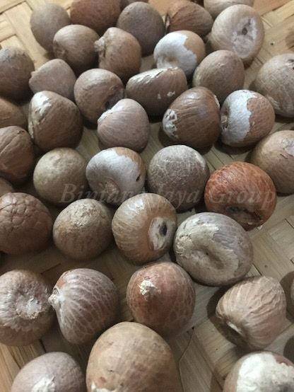 Areca ( betel) Nut from 인도네시아 supplied by bintang jaya group indonesia - Unspecified 아레카너트
